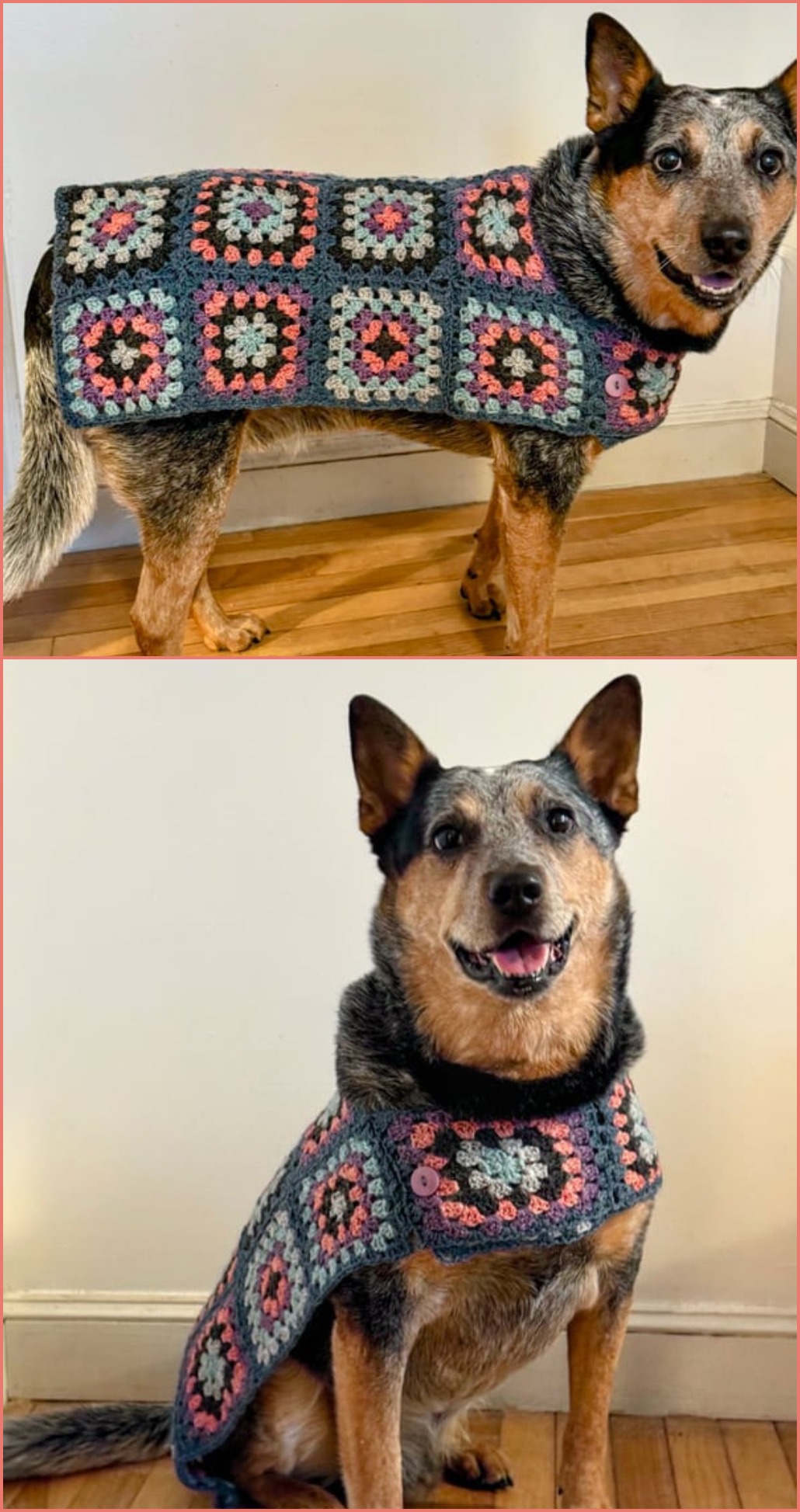 A dog wearing a handmade crochet dog sweater with a pattern of multicolored granny squares, sitting and standing on a wooden floor against a plain wall.