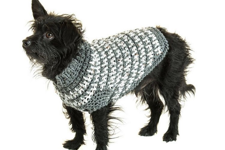 A black dog wearing a crocheted sweater.