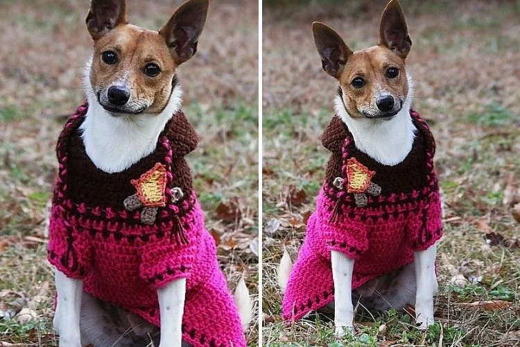 Two pictures of a dog wearing a pink sweater.