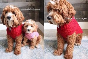 Basic Dog Sweater