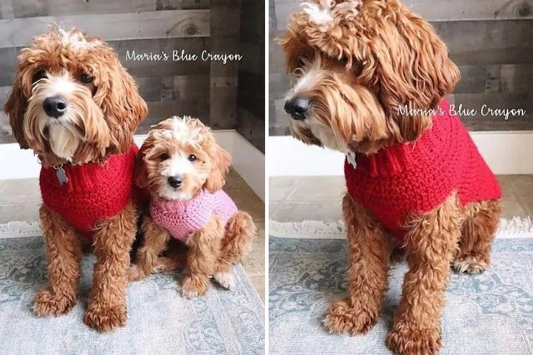 Two pictures of a dog wearing a red sweater.