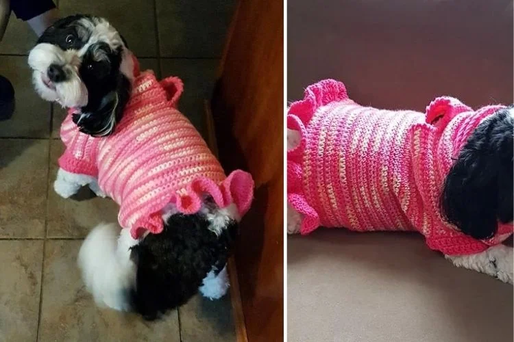 Two pictures of a dog wearing a pink sweater.