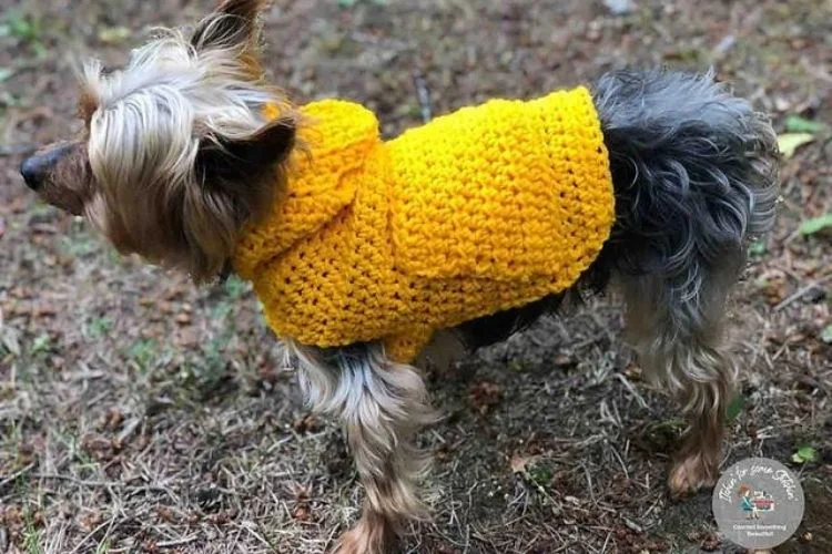 A small dog wearing a yellow crocheted jacket.