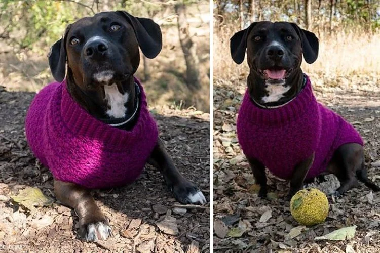 Two pictures of a dog wearing a purple sweater.