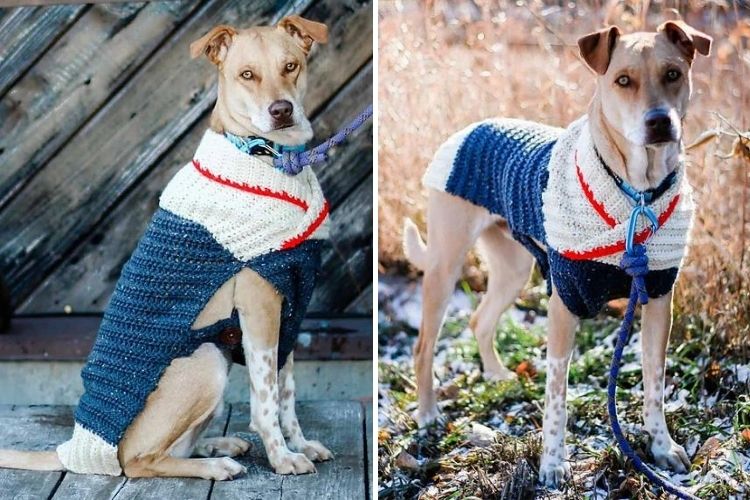 Two pictures of a dog wearing a sweater.