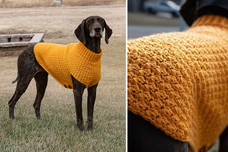 Two pictures of a dog wearing a yellow sweater.