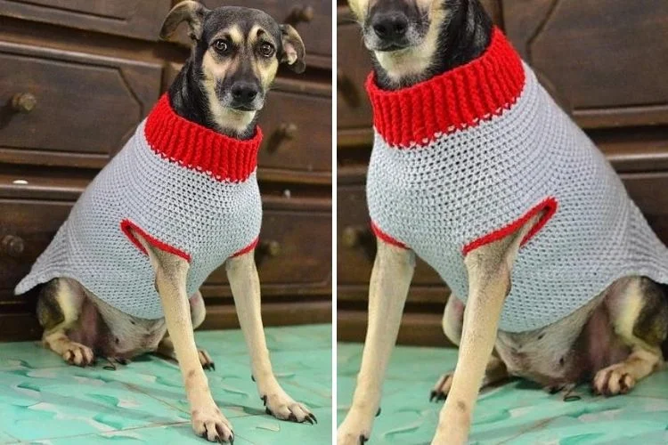 Two pictures of a dog wearing a knitted sweater.