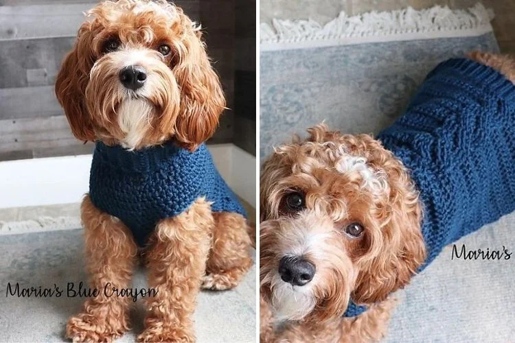 Two pictures of a dog wearing a blue sweater.