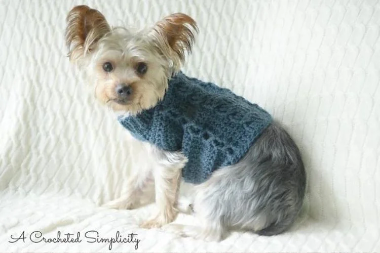 A small dog wearing a blue crocheted sweater.