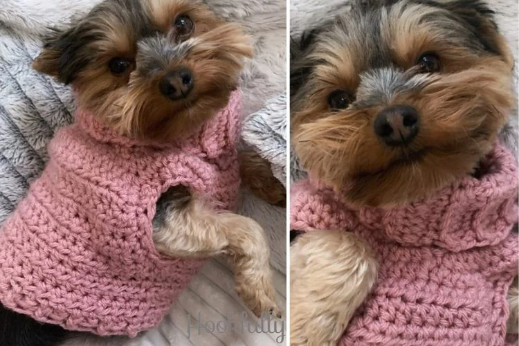 A yorkshire terrier wearing a pink sweater.