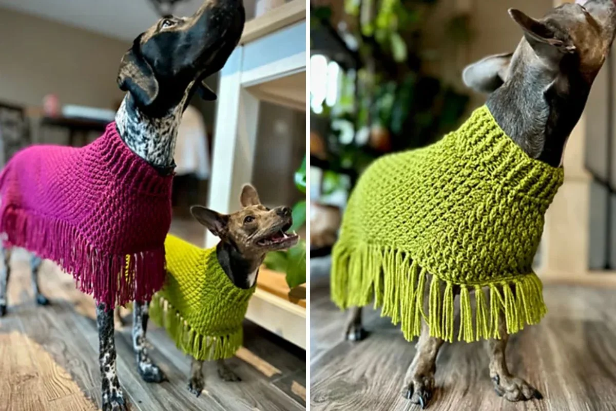 Two dogs wearing crochet sweaters with fringe; one sweater is magenta and the other is green. The dogs are indoors, standing on a wood floor.
