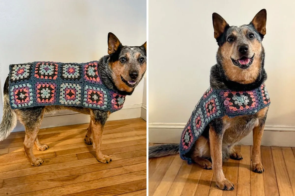 Odie wears a handmade dog sweater with a charming granny square pattern in gray, pink, and blue, standing and sitting on a wooden floor indoors.